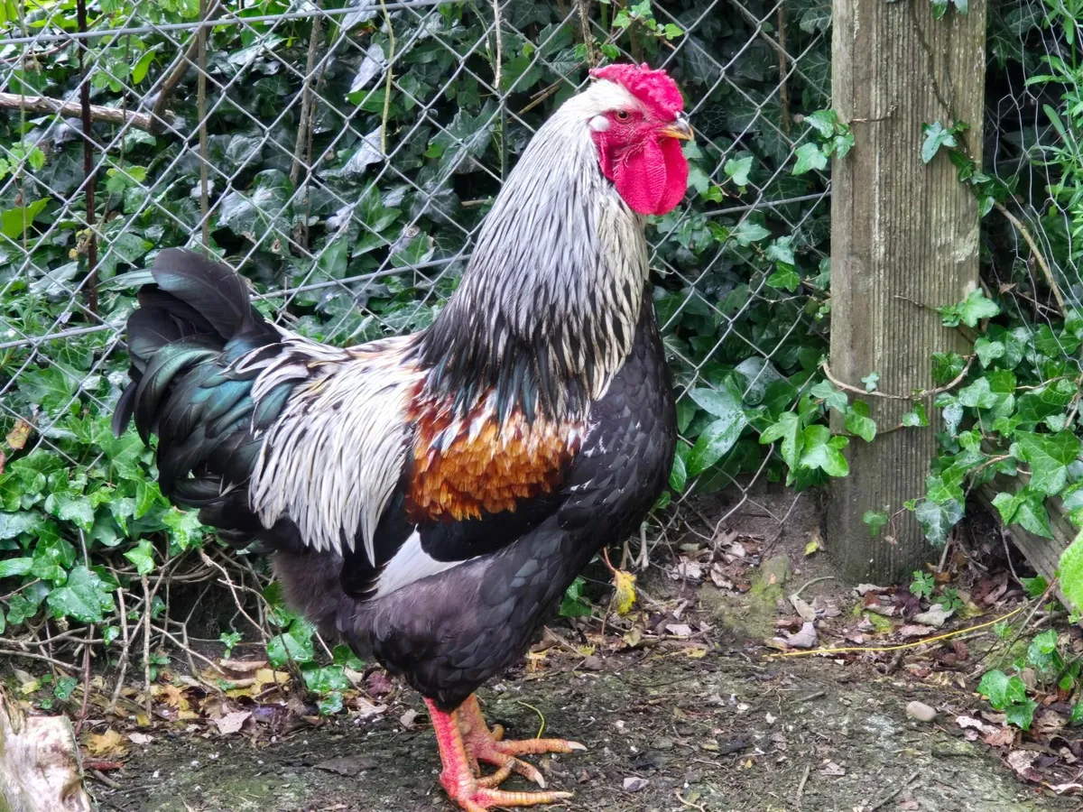 Rooster - Image 1