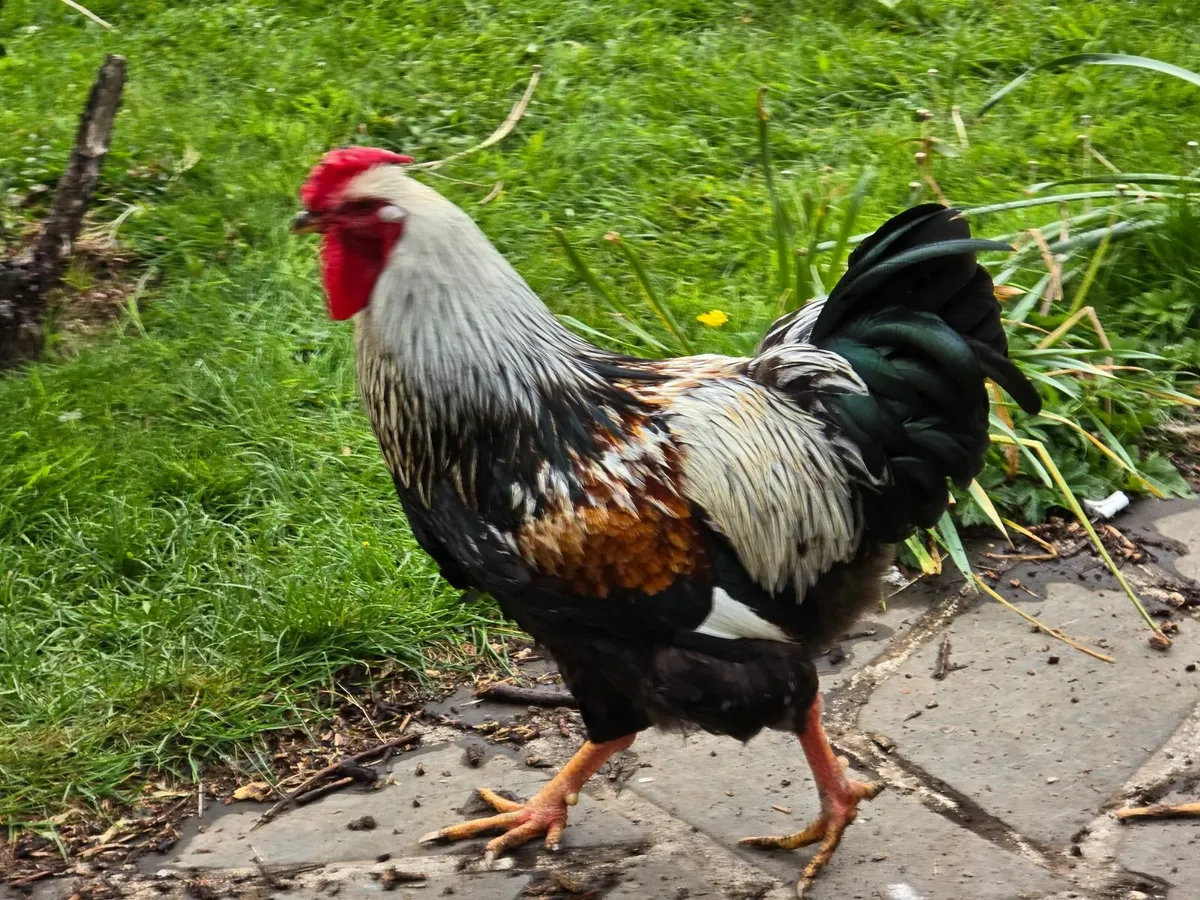 Rooster - Image 2