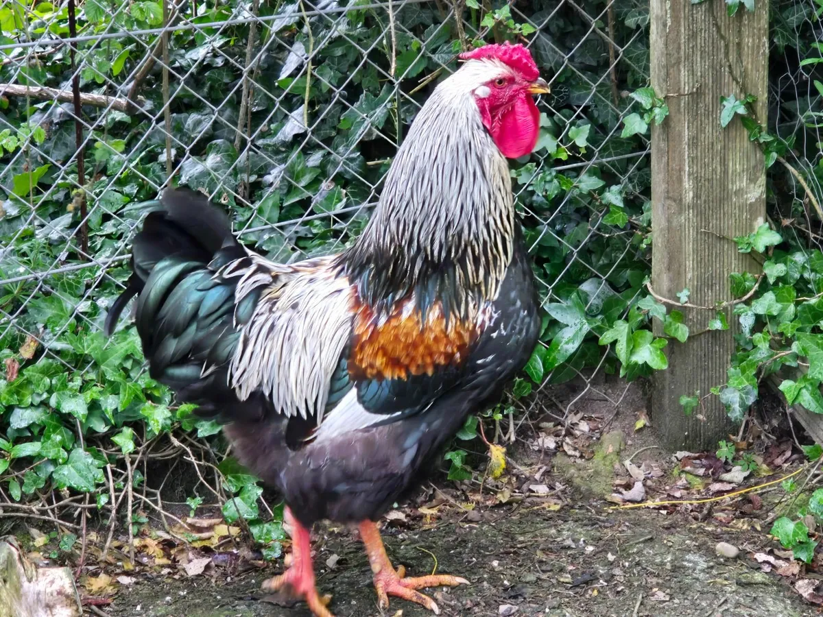 Rooster - Image 3