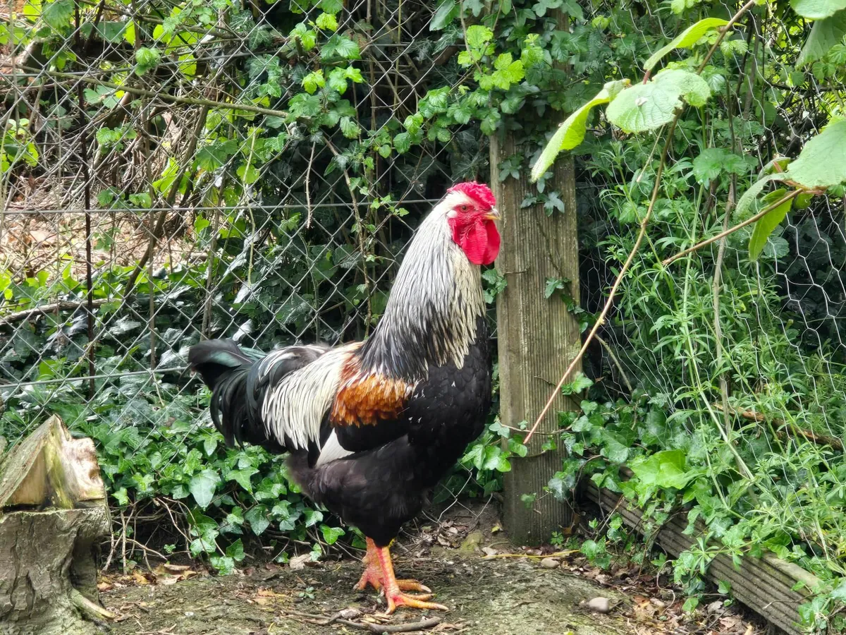 Rooster - Image 4