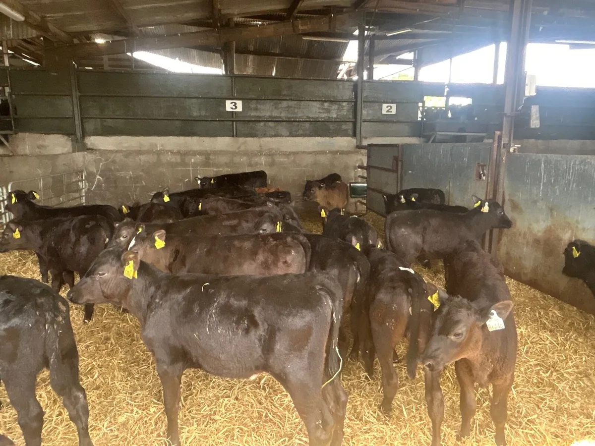 30 Angus runner heifers - Image 1