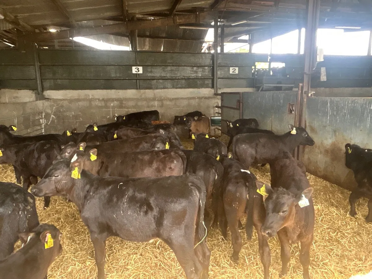 30 Angus runner heifers - Image 2