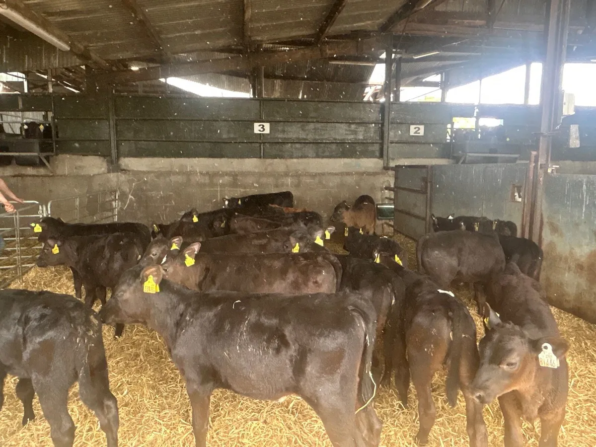 30 Angus runner heifers - Image 3