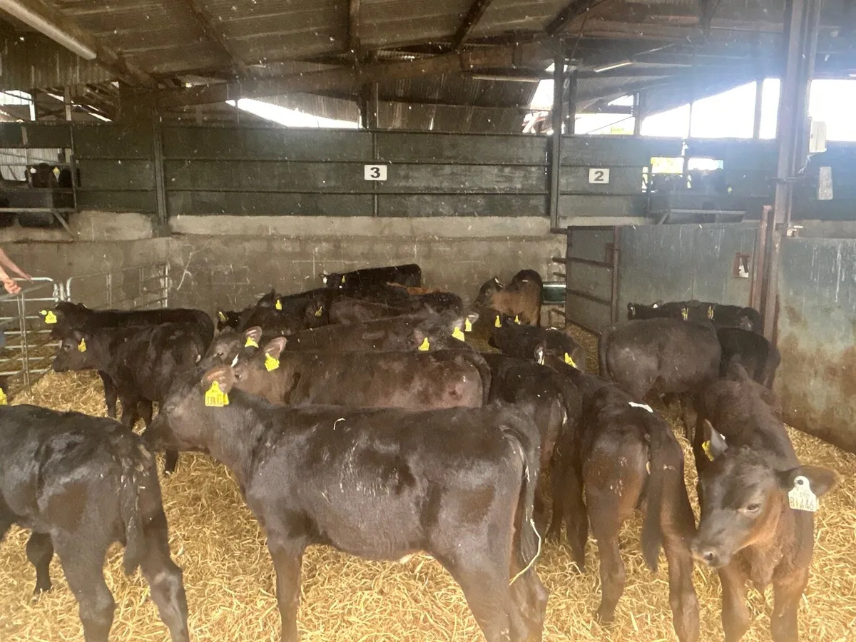 30 Angus runner heifers - Image 4
