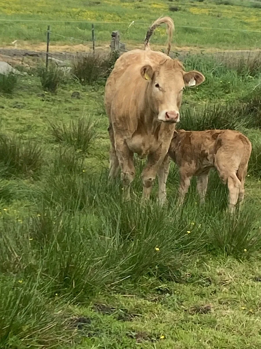 Cow - Image 1