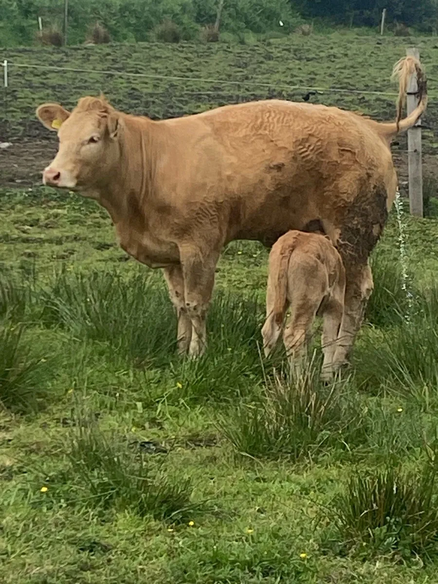 Cow - Image 2
