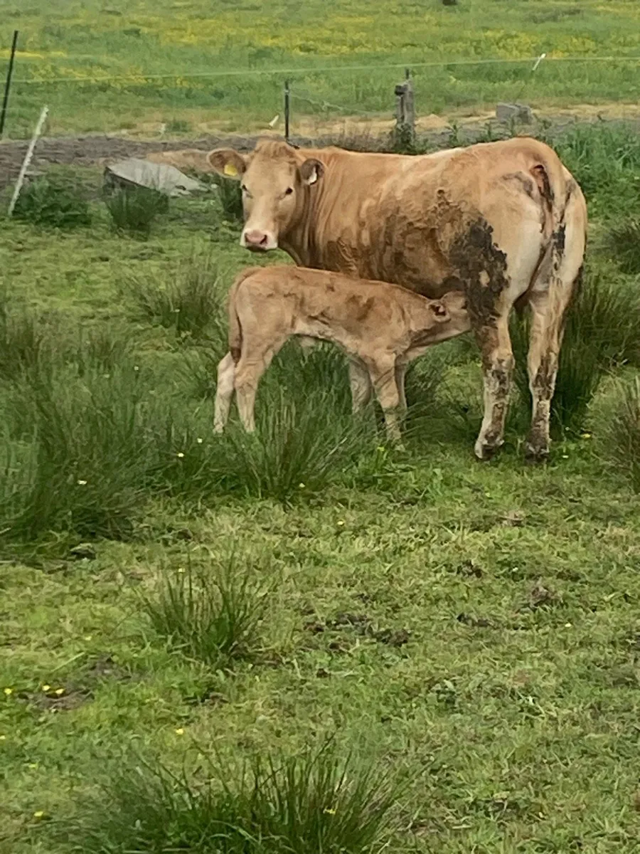 Cow - Image 3