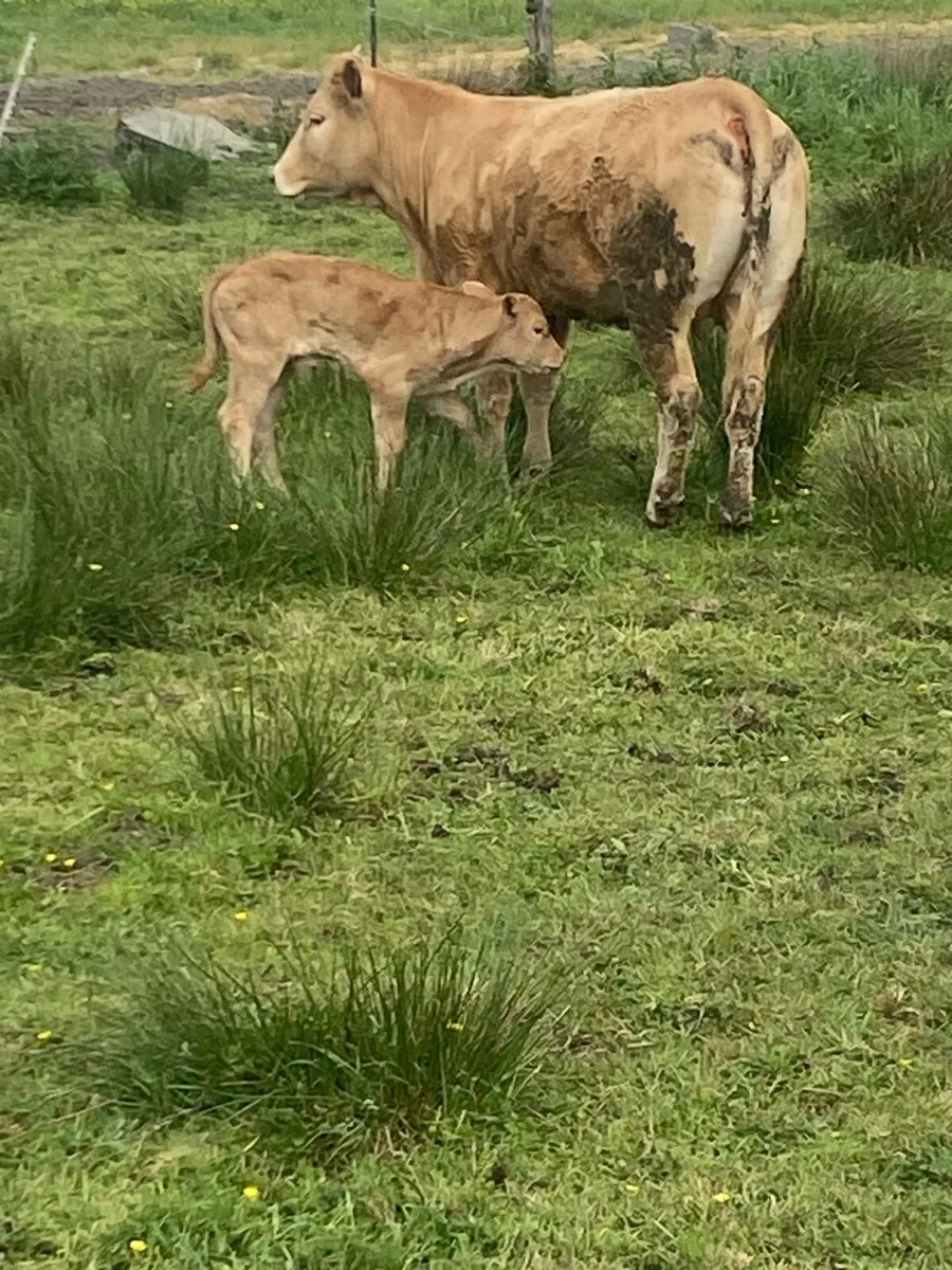 Cow - Image 4