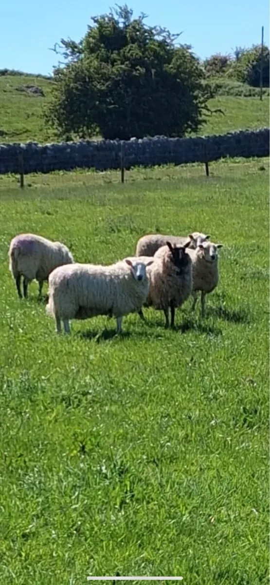 Charlois Suffolk hoggets - Image 1