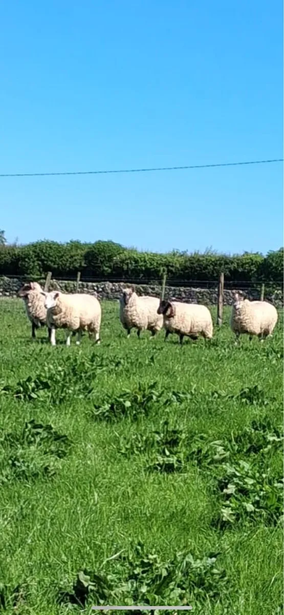 Charlois Suffolk hoggets - Image 2