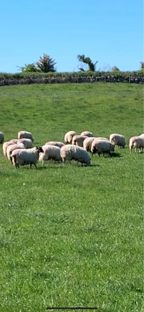 Charlois Suffolk hoggets - Image 3