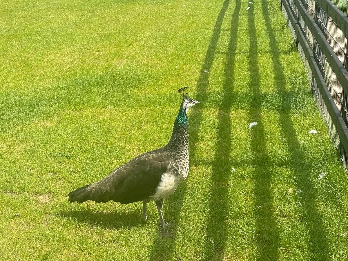 Peafowl for sale - Image 1