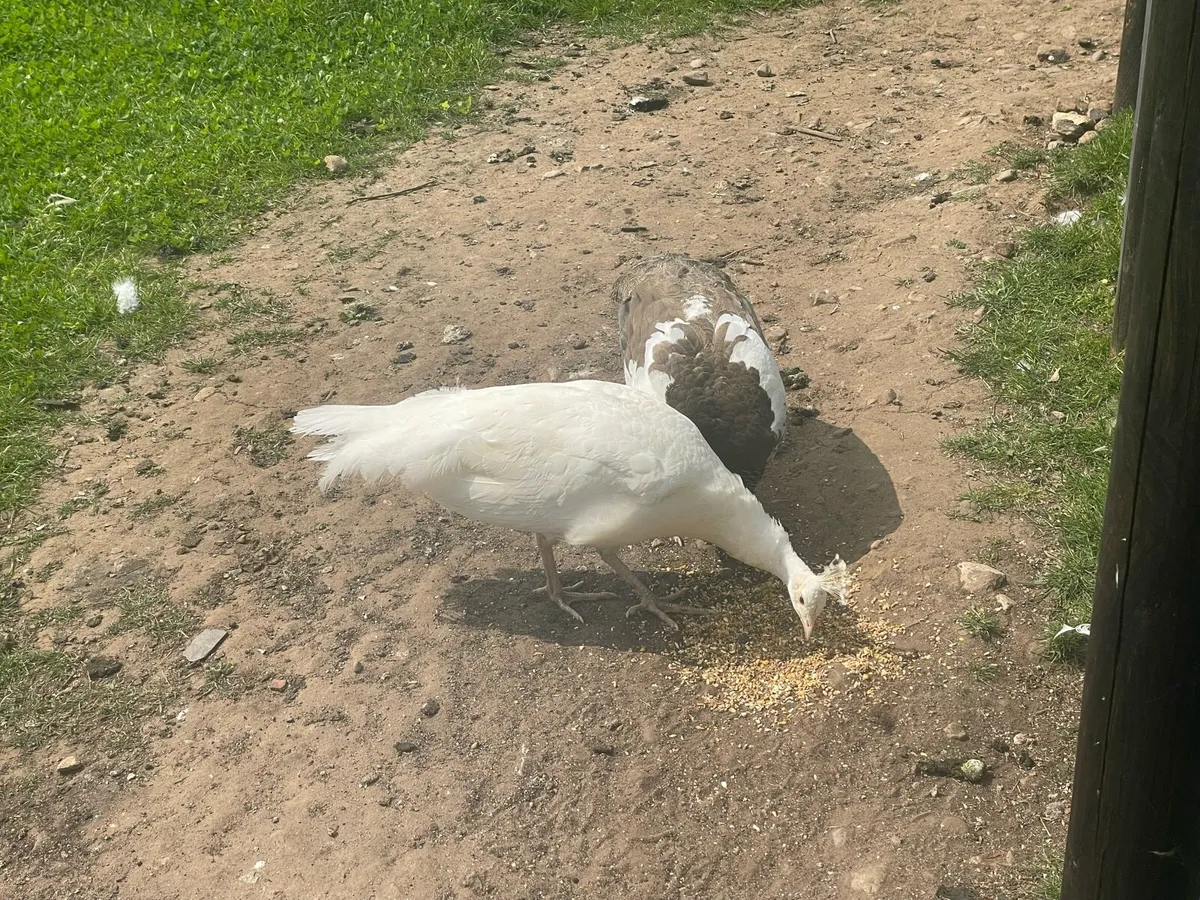 Peafowl for sale - Image 2