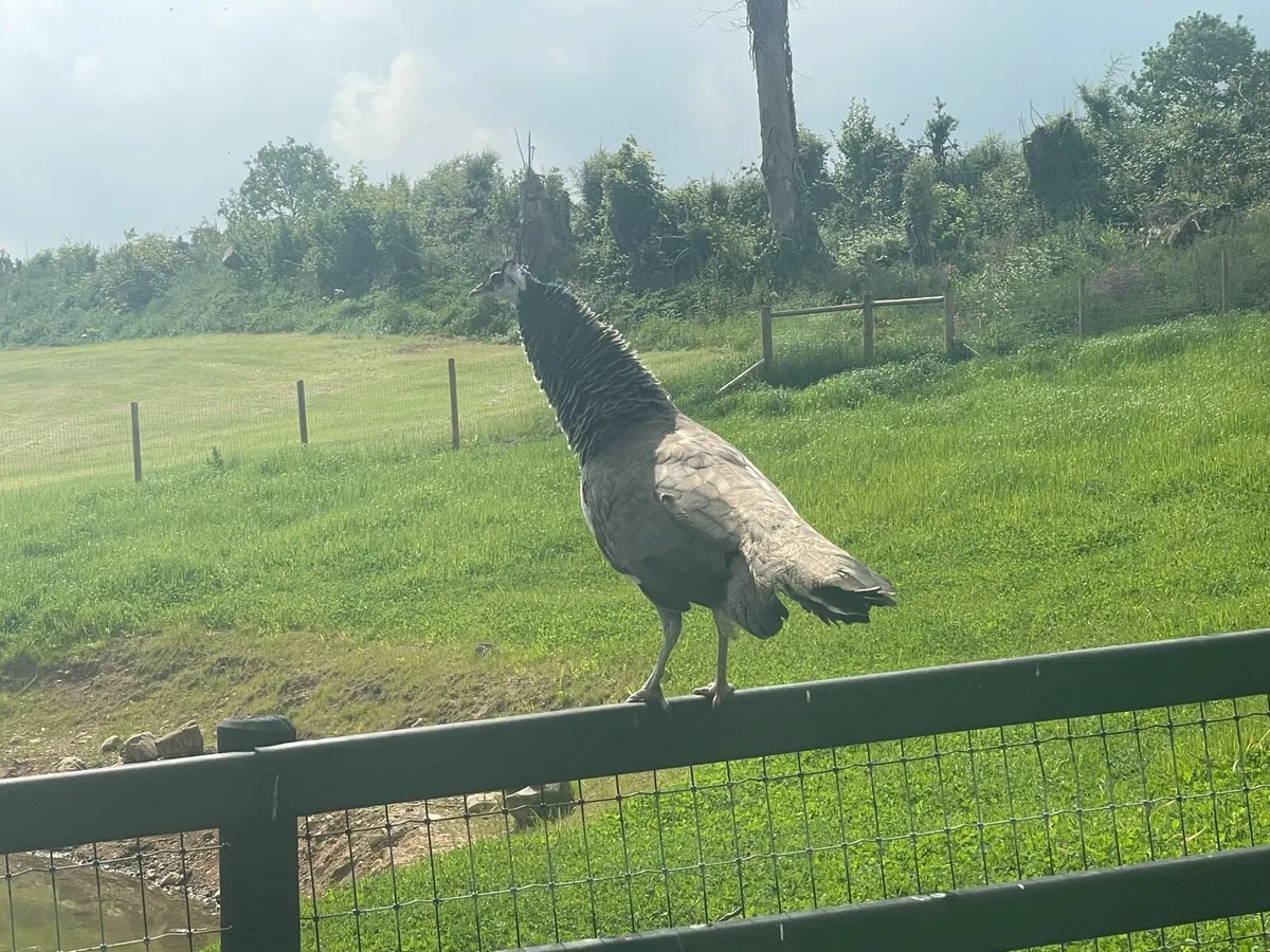 Peafowl for sale - Image 3