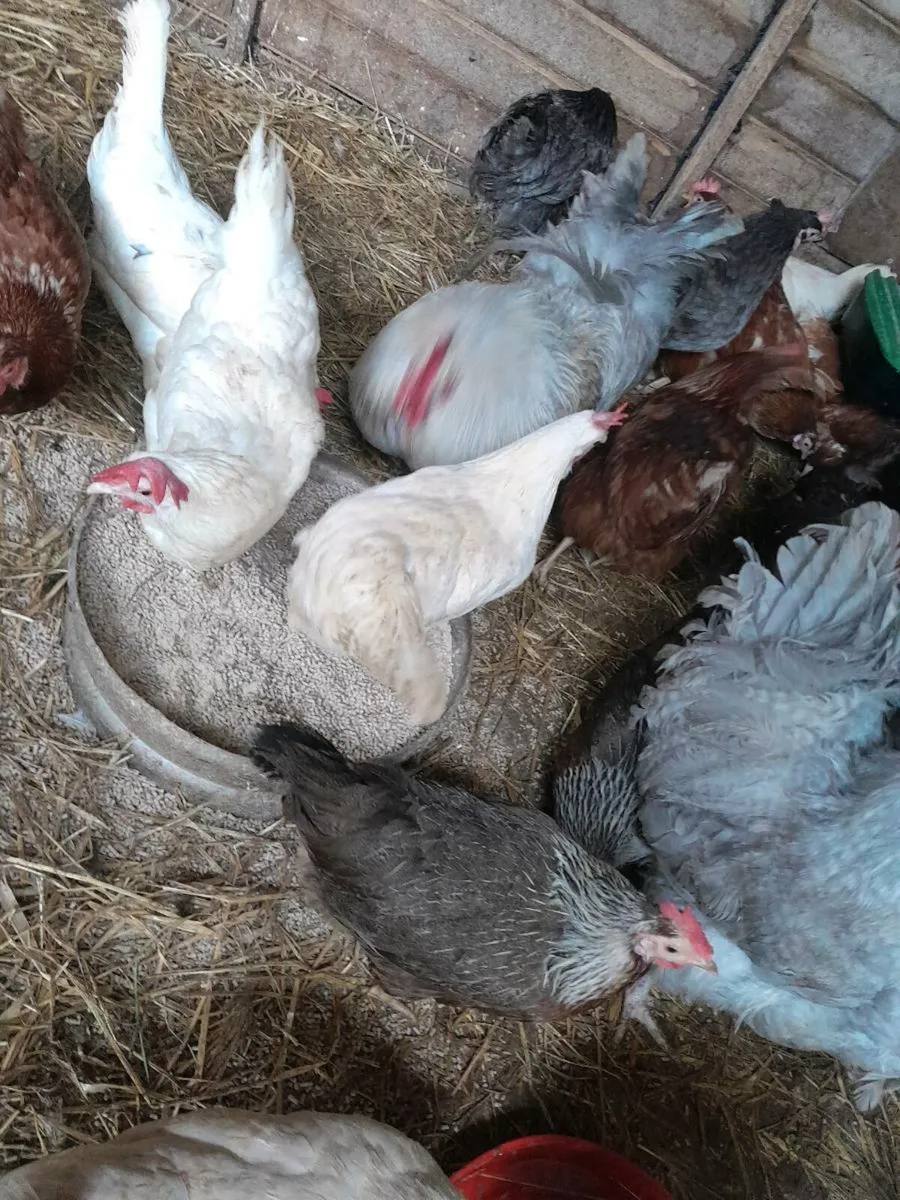 Purebred laying  pullets - Image 1