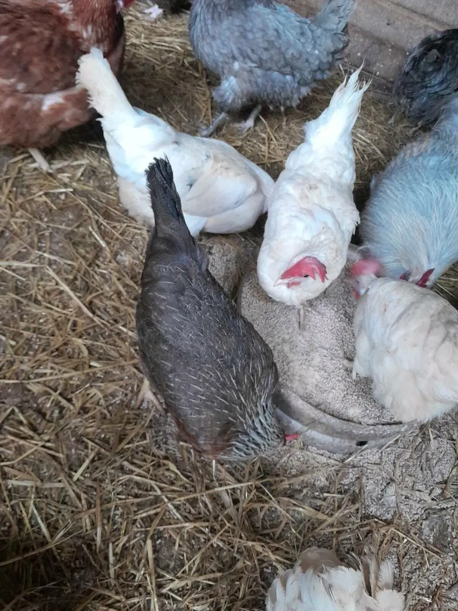 Purebred laying  pullets - Image 2