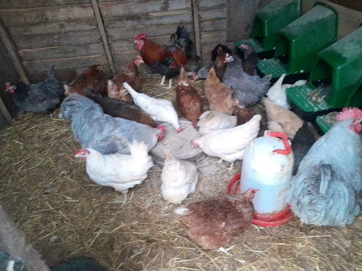 Purebred laying  pullets - Image 3