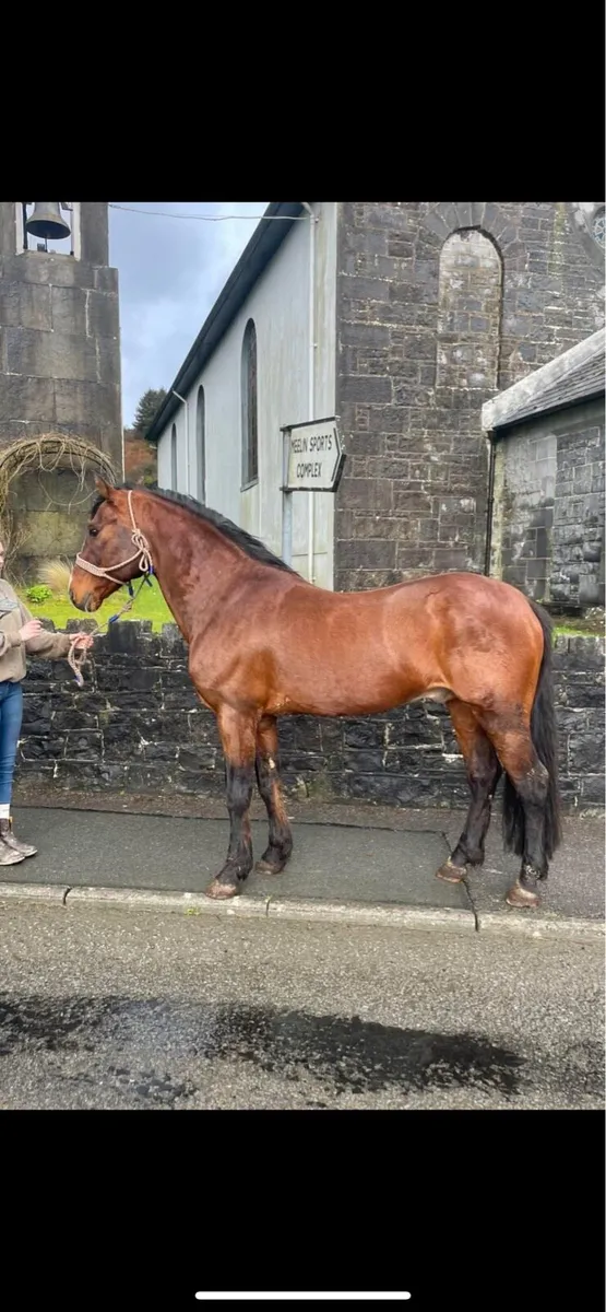 🚀Copperfield 🚀 Connemara @ stud - Image 1