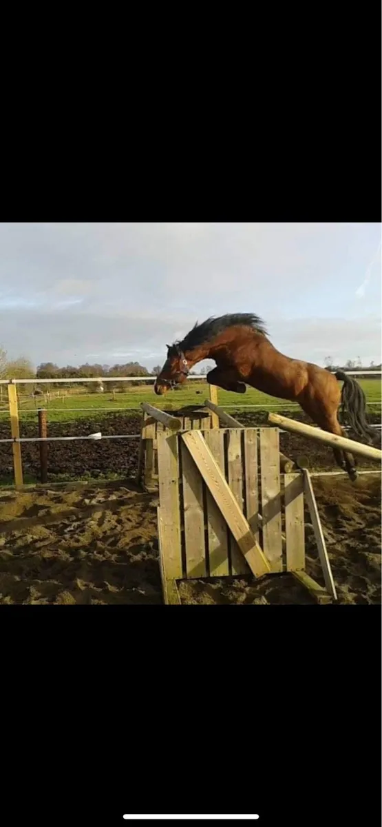 🚀Copperfield 🚀 Connemara @ stud - Image 2