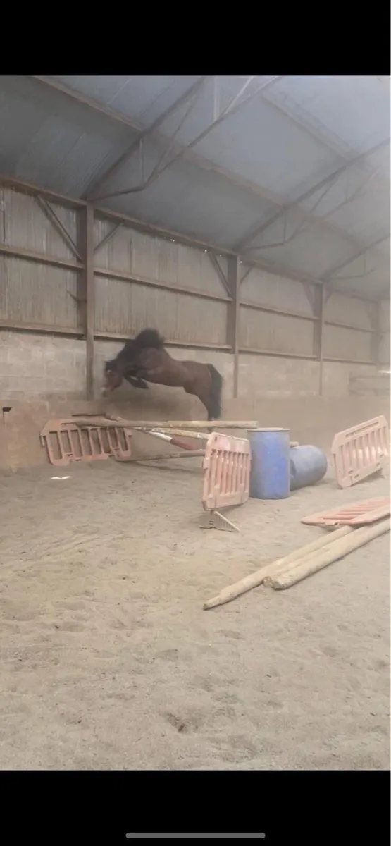 🚀Copperfield 🚀 Connemara @ stud - Image 3