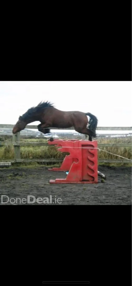 🚀Copperfield 🚀 Connemara @ stud - Image 4