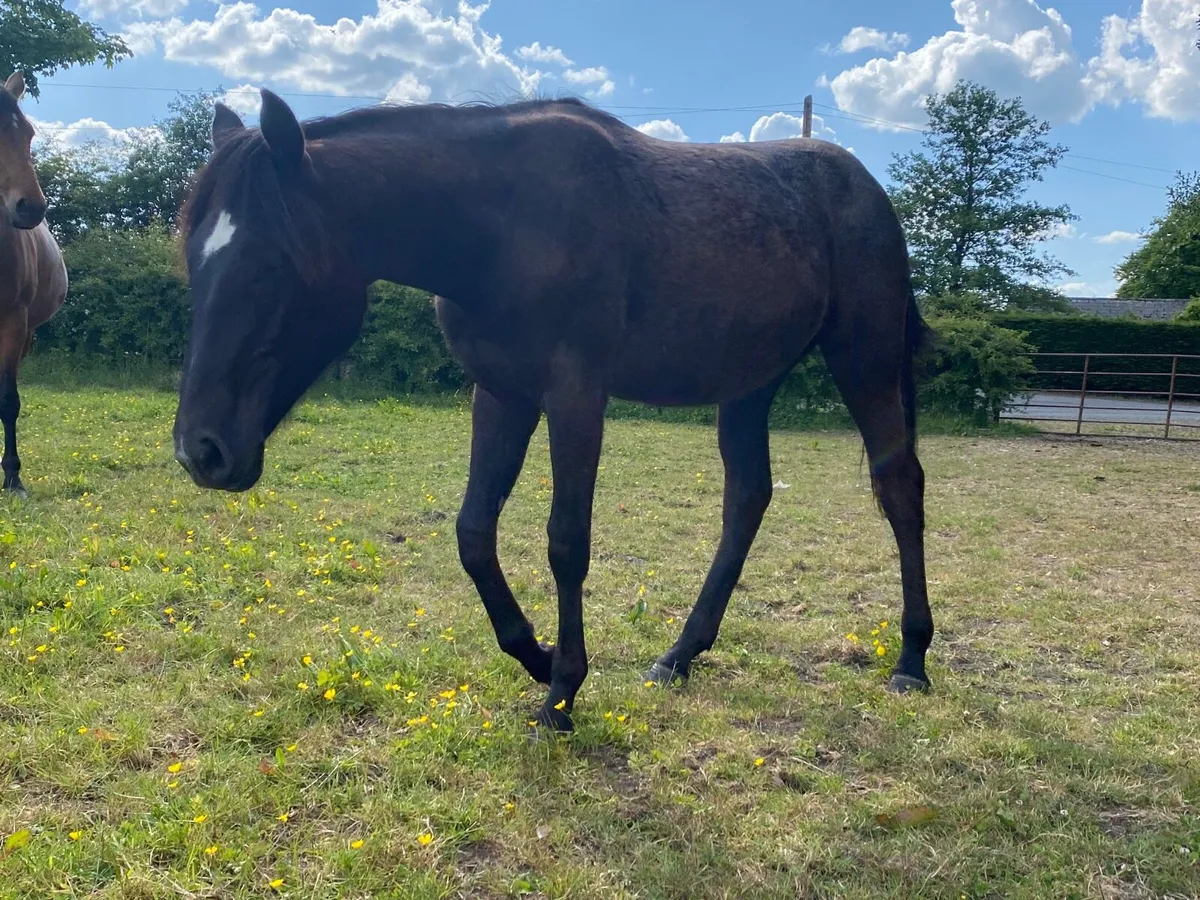 Yearling filly - Image 1