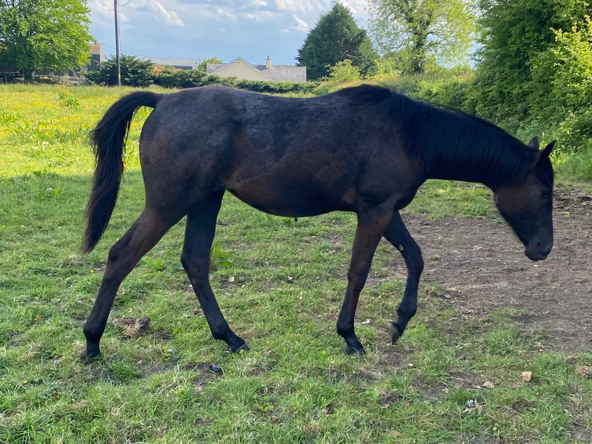Yearling filly - Image 2