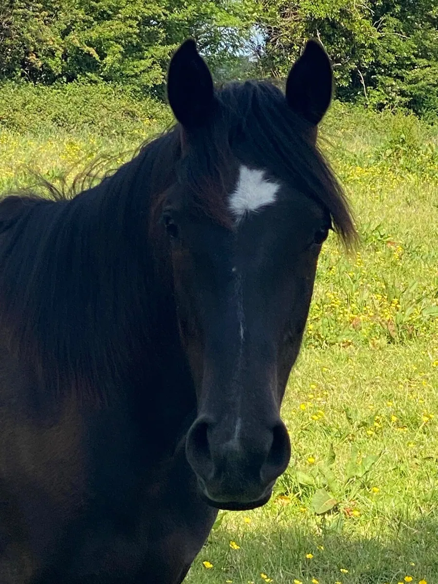Yearling filly - Image 3