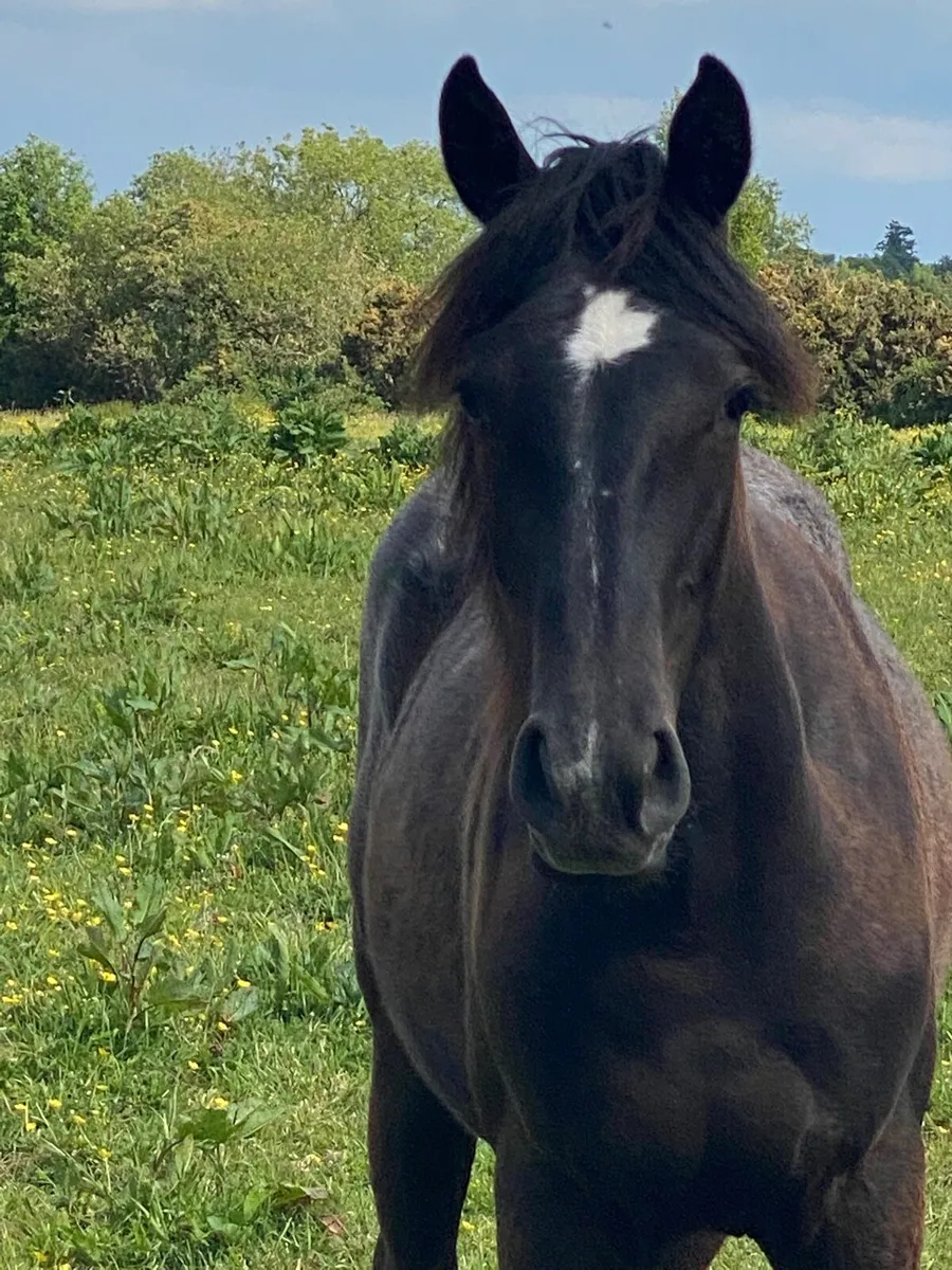 Yearling filly - Image 4