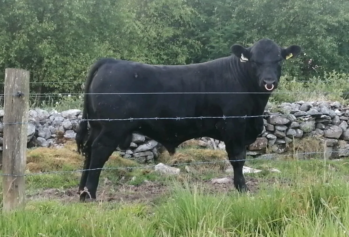 Angus bull - Image 3