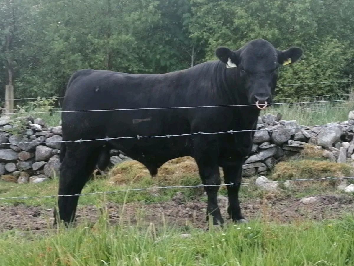 Angus bull - Image 1