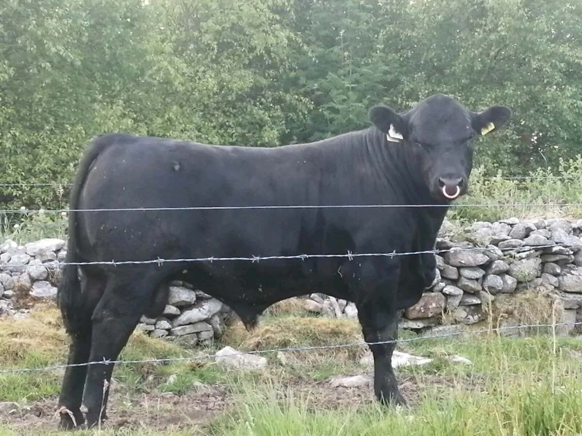 Angus bull - Image 2