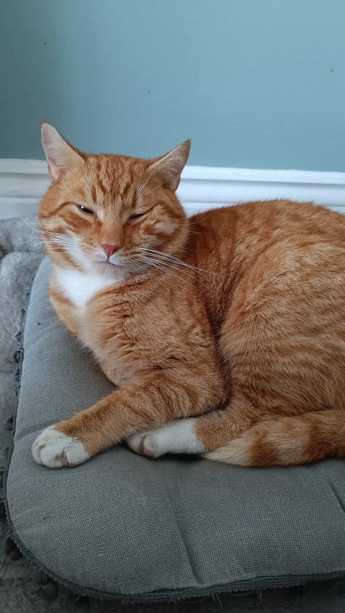 Ginger cat - Image 1