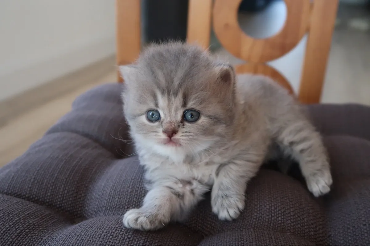 ✨British Shorthair Kittens GCCFI registered ✨ - Image 2