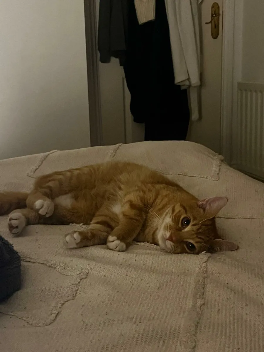 Ginger cat - Image 2