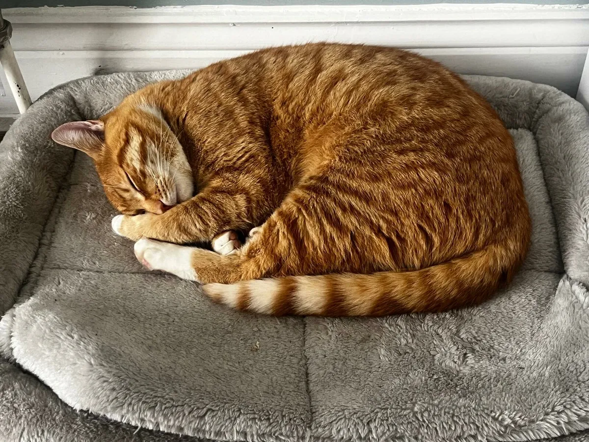 Ginger cat - Image 3