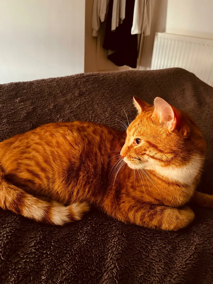 Ginger cat - Image 4