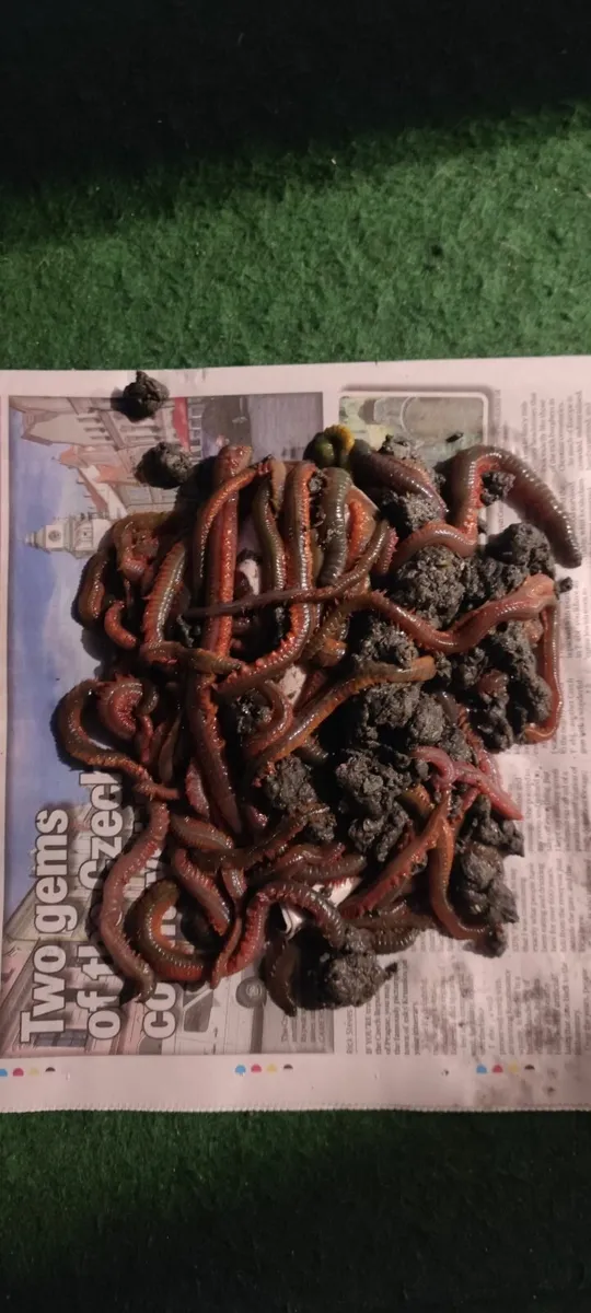 Fresh ragworms - Image 1