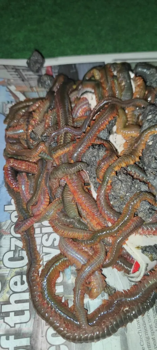 Fresh ragworms - Image 2