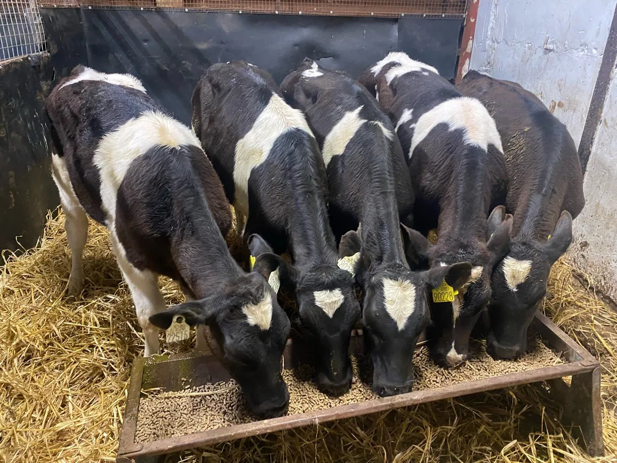 11 Br Fr Weanlings Jan Born @ Lissava - Image 2