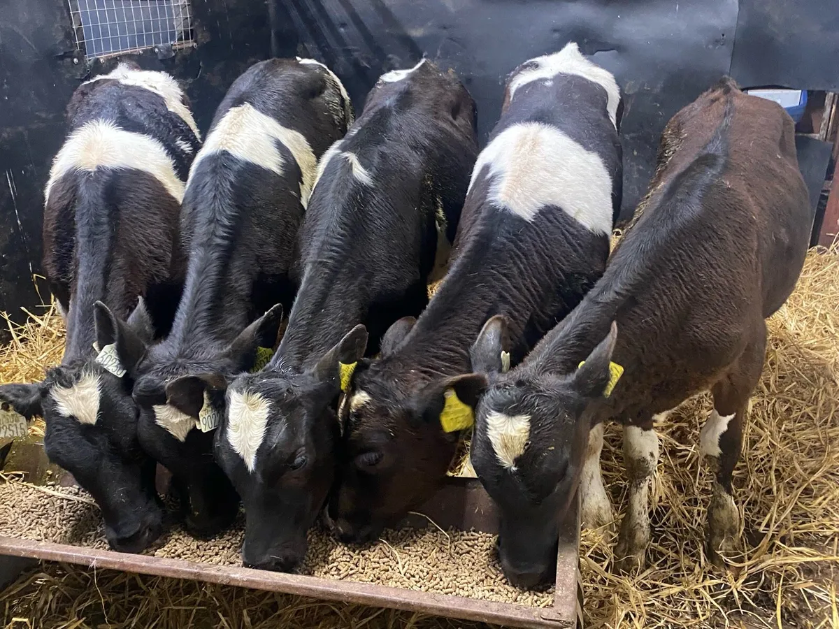 11 Br Fr Weanlings Jan Born @ Lissava - Image 3