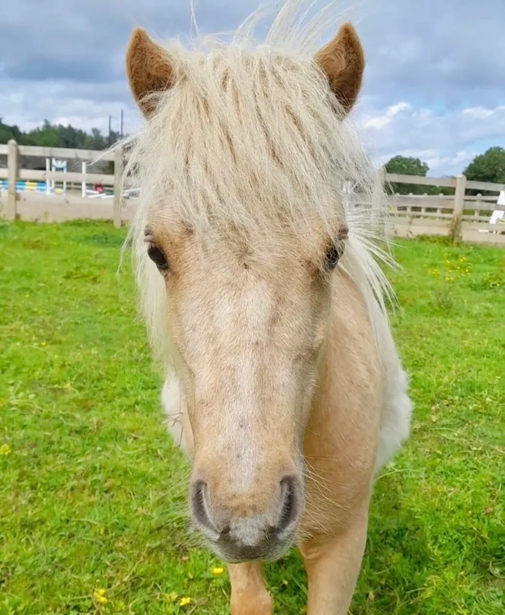 Pony - Image 2