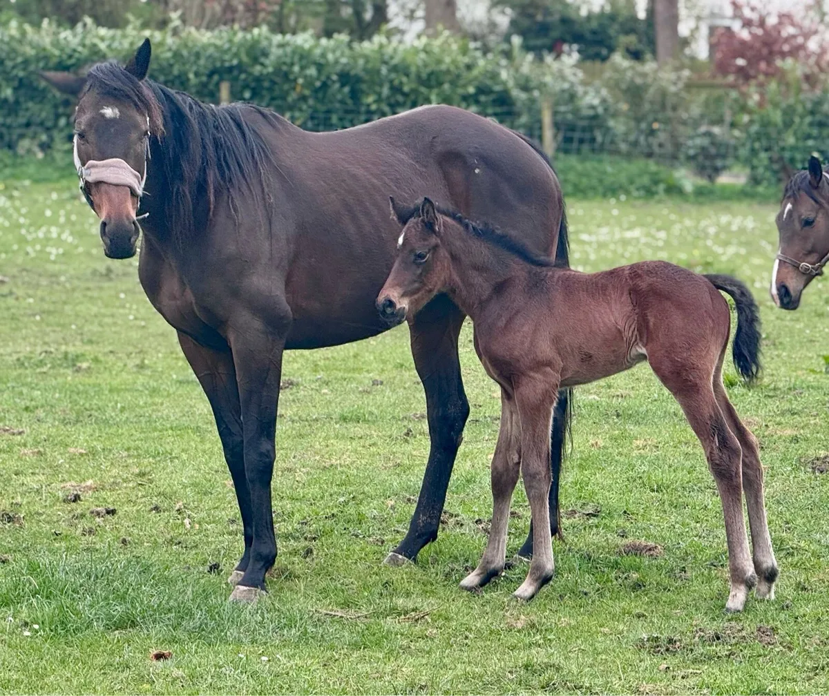 Thoroughbred mares with foals - Image 2