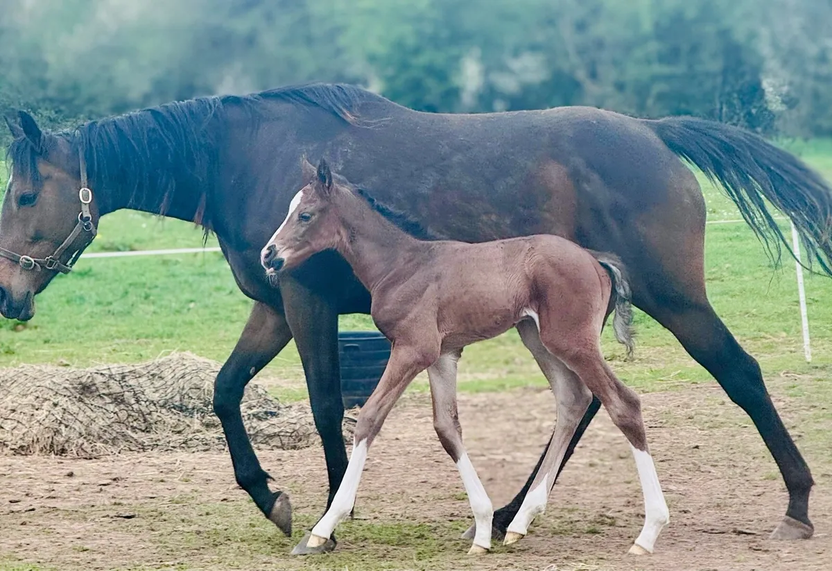 Thoroughbred mares with foals - Image 1