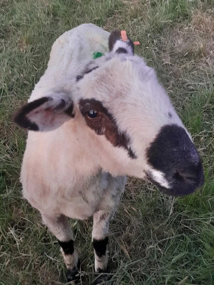 Valais black nose cross - Image 3
