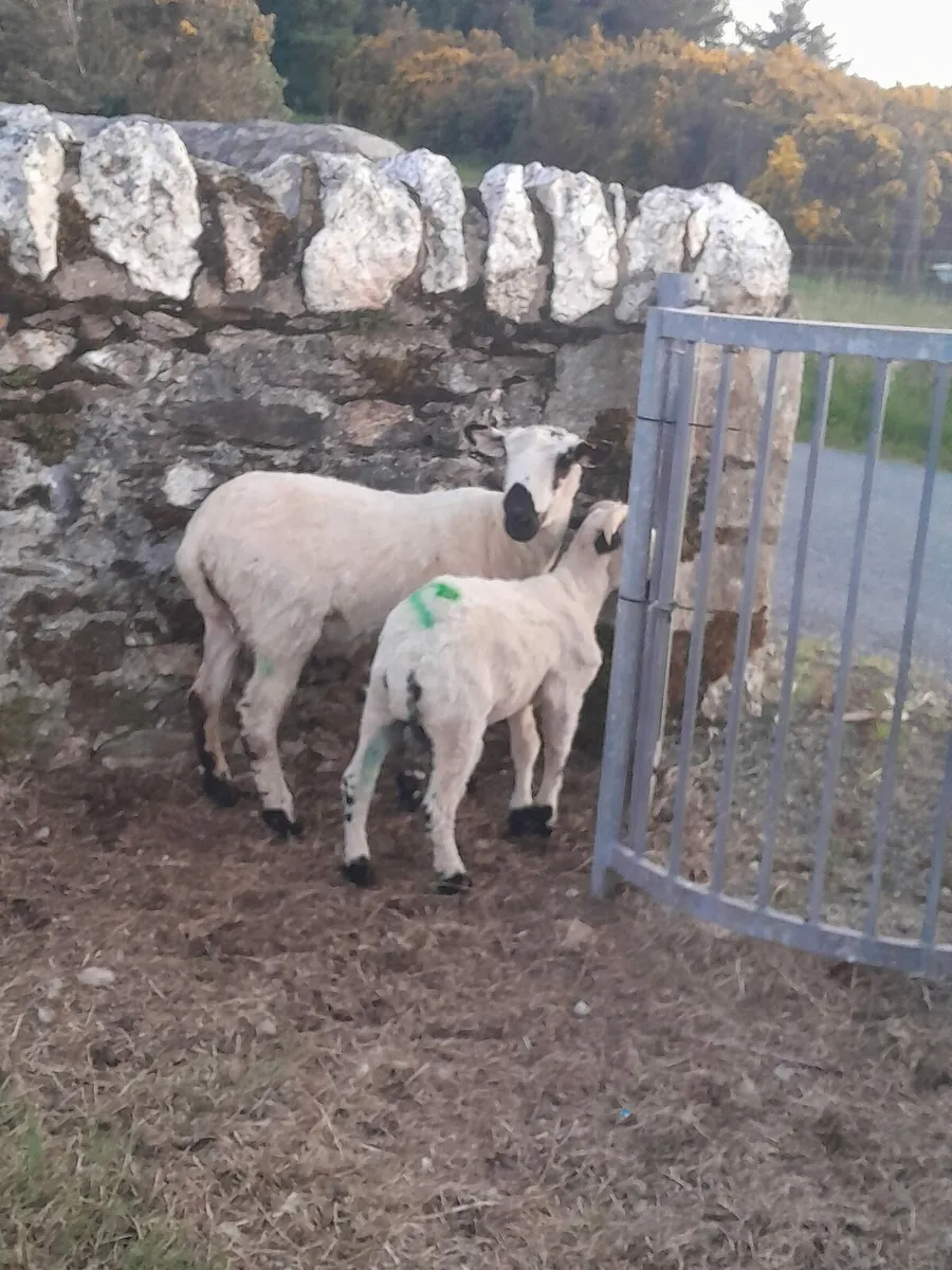Valais black nose cross - Image 1