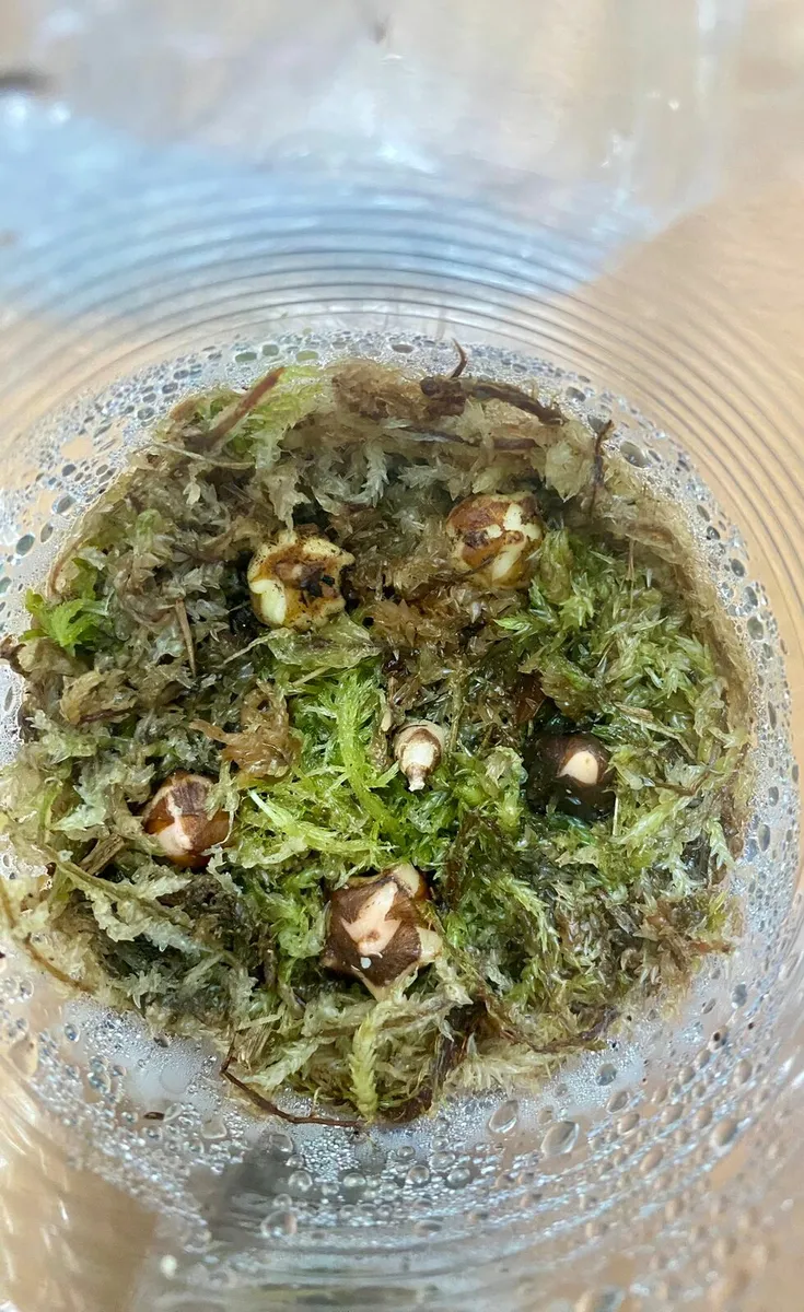 Plant - Image 1