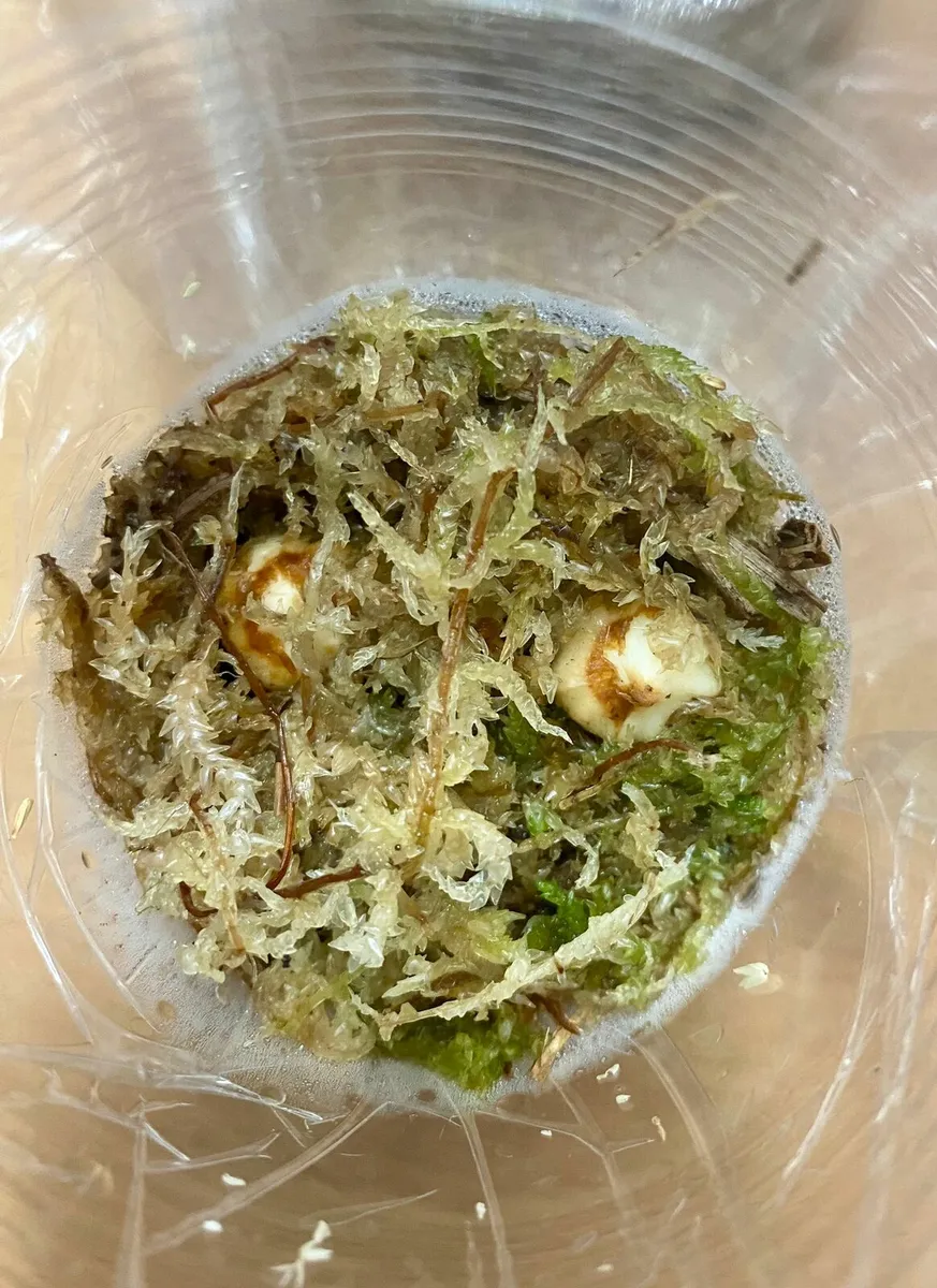 Plant - Image 2