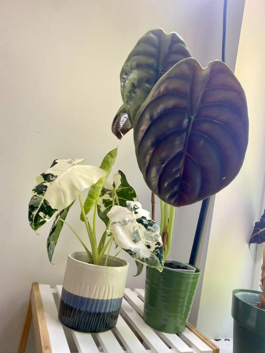 Plant - Image 3