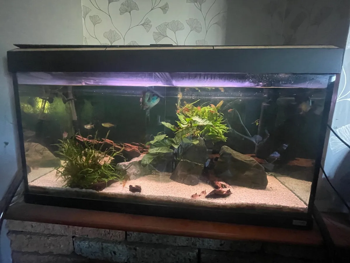 Fluval 300 litre with oase biomass filter - Image 1